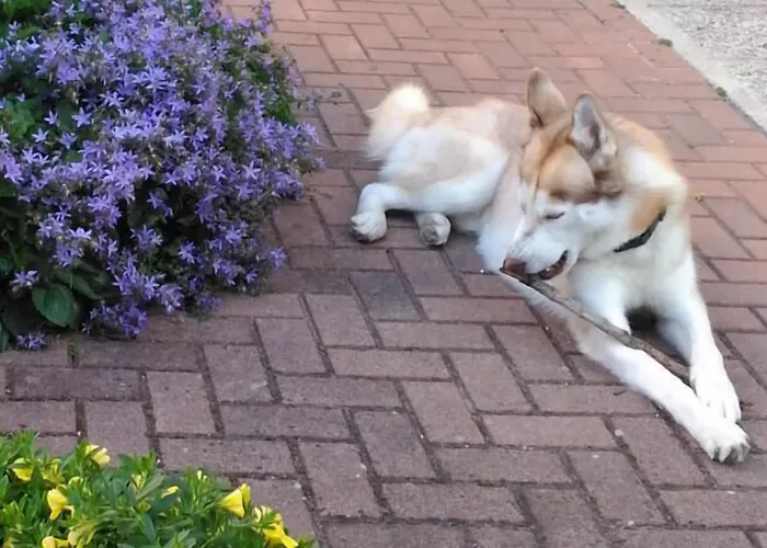 Hotel Meuble Patrizia