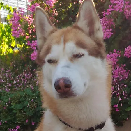 Meuble Patrizia Grado