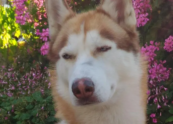 Meuble Patrizia גראדו